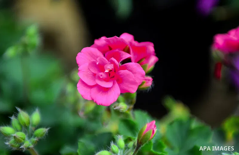 A picture taken on March 24, 2017 shows flowers ar seen at Spring flowers exhibition at the Orman Garden, in Cairo, Egypt. Photo by Amr Sayed