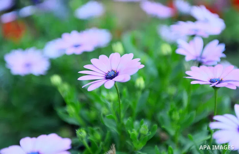 A picture taken on March 24, 2017 shows flowers ar seen at Spring flowers exhibition at the Orman Garden, in Cairo, Egypt. Photo by Amr Sayed