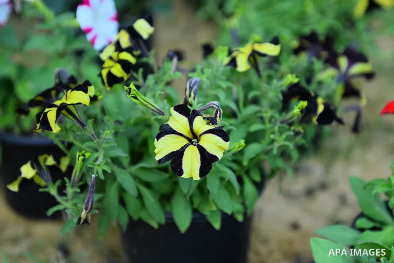 A picture taken on March 24, 2017 shows flowers ar seen at Spring flowers exhibition at the Orman Garden, in Cairo, Egypt. Photo by Amr Sayed