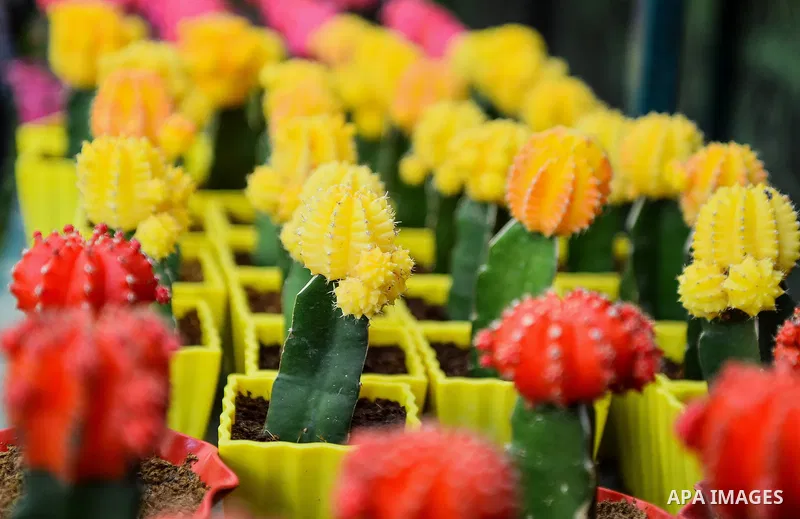 A picture taken on March 24, 2017 shows flowers ar seen at Spring flowers exhibition at the Orman Garden, in Cairo, Egypt. Photo by Amr Sayed