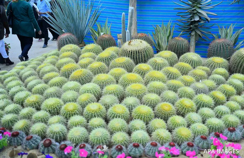A picture taken on March 24, 2017 shows flowers ar seen at Spring flowers exhibition at the Orman Garden, in Cairo, Egypt. Photo by Amr Sayed