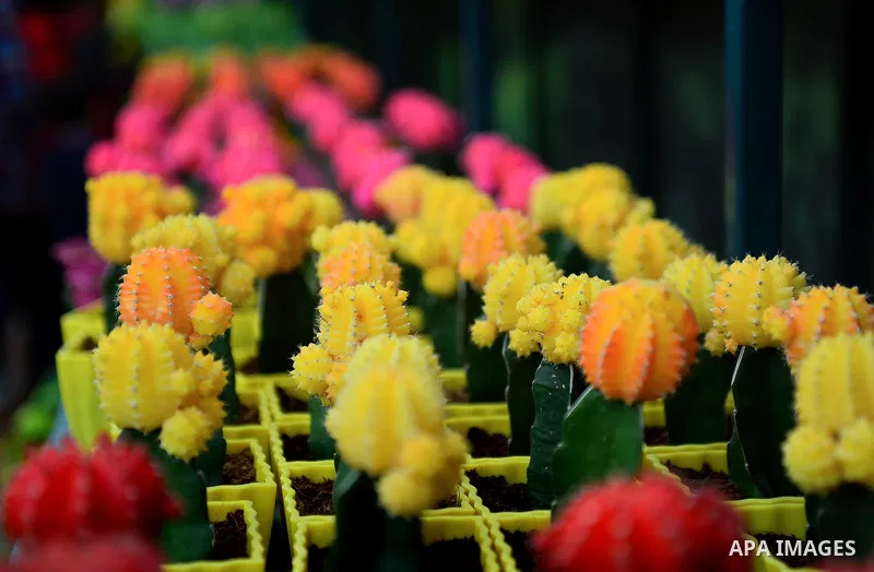 A picture taken on March 24, 2017 shows flowers ar seen at Spring flowers exhibition at the Orman Garden, in Cairo, Egypt. Photo by Amr Sayed