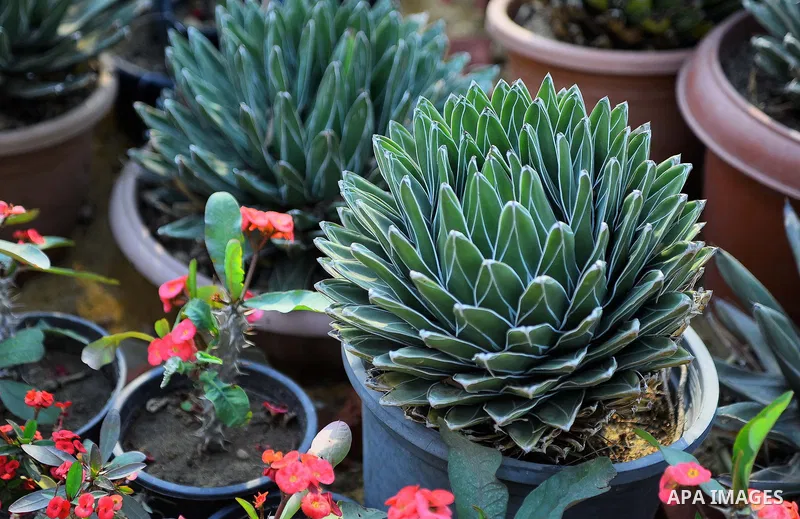 A picture taken on March 24, 2017 shows flowers ar seen at Spring flowers exhibition at the Orman Garden, in Cairo, Egypt. Photo by Amr Sayed