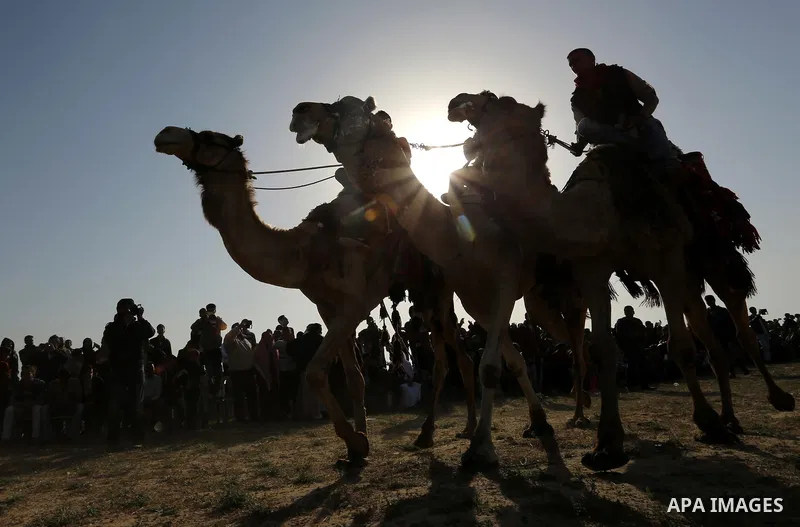 Palestinian Bedouins ride camels during a rally marking the 41st anniversary of Land Day, in Deir el-Balah, Central Gaza Strip, on March 31, 2017. Land Day marks the killing of six Arab Israelis during 1976 demonstration...