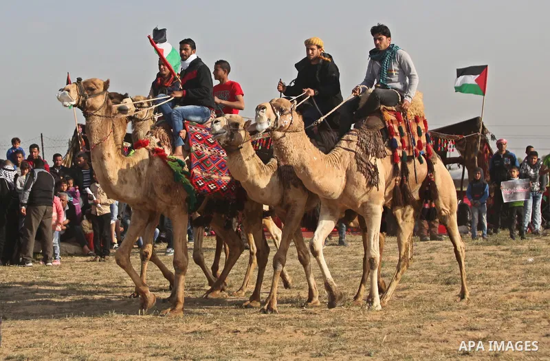 Palestinian Bedouins ride camels during a rally marking the 41st anniversary of Land Day, in Deir el-Balah, Central Gaza Strip, on March 31, 2017. Land Day marks the killing of six Arab Israelis during 1976 demonstration...