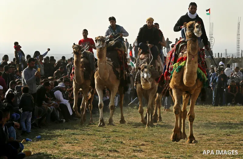 Palestinian Bedouins ride camels during a rally marking the 41st anniversary of Land Day, in Deir el-Balah, Central Gaza Strip, on March 31, 2017. Land Day marks the killing of six Arab Israelis during 1976 demonstration...