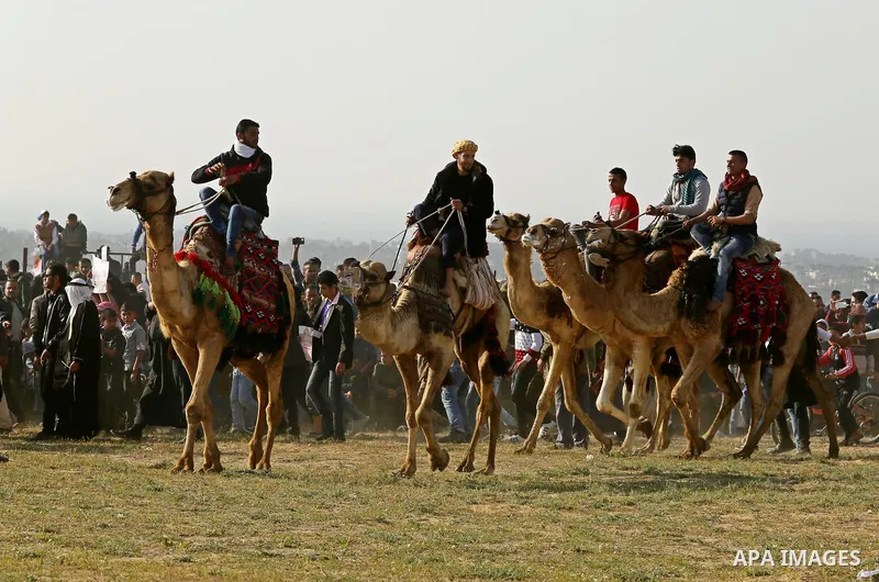 Palestinian Bedouins ride camels during a rally marking the 41st anniversary of Land Day, in Deir el-Balah, Central Gaza Strip, on March 31, 2017. Land Day marks the killing of six Arab Israelis during 1976 demonstration...