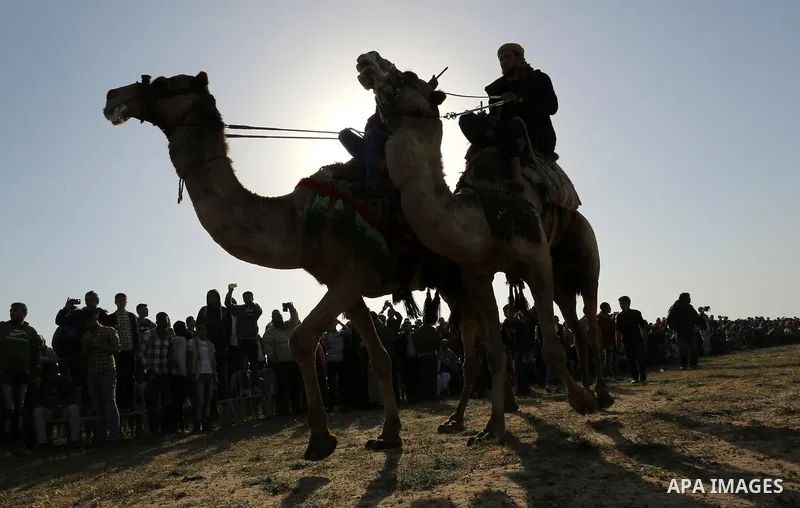 Palestinian Bedouins ride camels during a rally marking the 41st anniversary of Land Day, in Deir el-Balah, Central Gaza Strip, on March 31, 2017. Land Day marks the killing of six Arab Israelis during 1976 demonstration...