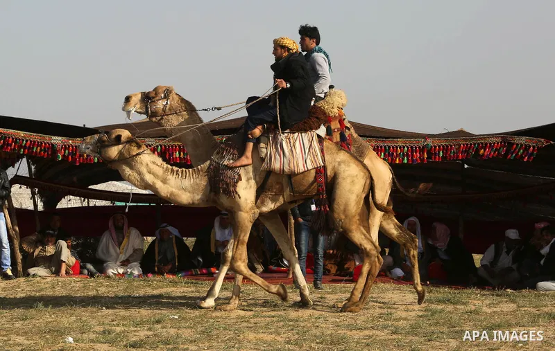 Palestinian Bedouins ride camels during a rally marking the 41st anniversary of Land Day, in Deir el-Balah, Central Gaza Strip, on March 31, 2017. Land Day marks the killing of six Arab Israelis during 1976 demonstration...