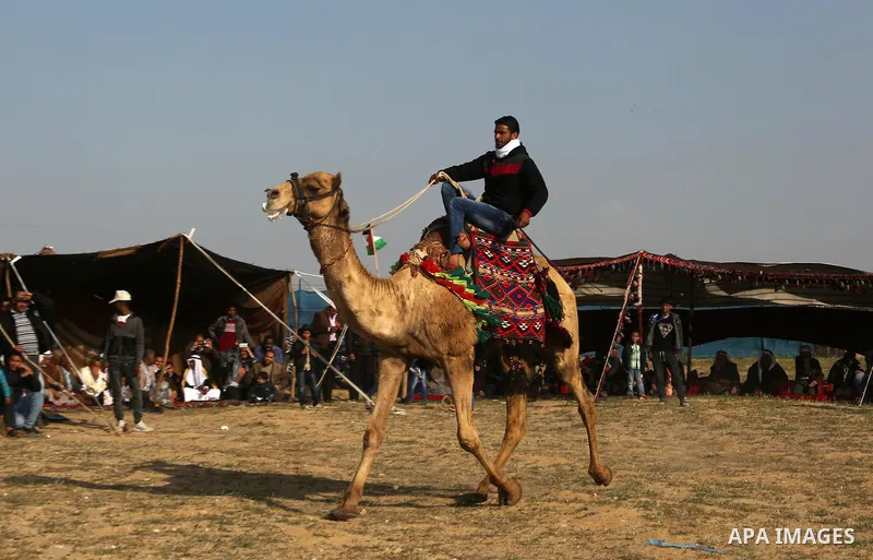 Palestinian Bedouins ride camels during a rally marking the 41st anniversary of Land Day, in Deir el-Balah, Central Gaza Strip, on March 31, 2017. Land Day marks the killing of six Arab Israelis during 1976 demonstration...