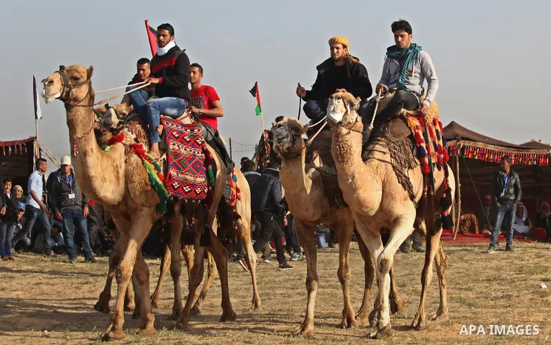Palestinian Bedouins ride camels during a rally marking the 41st anniversary of Land Day, in Deir el-Balah, Central Gaza Strip, on March 31, 2017. Land Day marks the killing of six Arab Israelis during 1976 demonstration...
