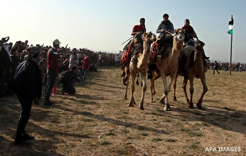 Palestinian Bedouins ride camels during a rally marking the 41st anniversary of Land Day, in Deir el-Balah, Central Gaza Strip, on March 31, 2017. Land Day marks the killing of six Arab Israelis during 1976 demonstration...
