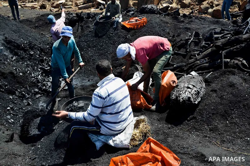 Egyptian workers collect a coal at a work field in Zagazig, Sharqiya Governorate, about 62.5 km (38.8 miles) northeast of Cairo, on April 5, 2017. Photo by Amr Sayed