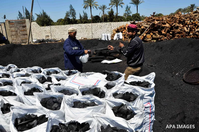Egyptian workers collect a coal at a work field in Zagazig, Sharqiya Governorate, about 62.5 km (38.8 miles) northeast of Cairo, on April 5, 2017. Photo by Amr Sayed