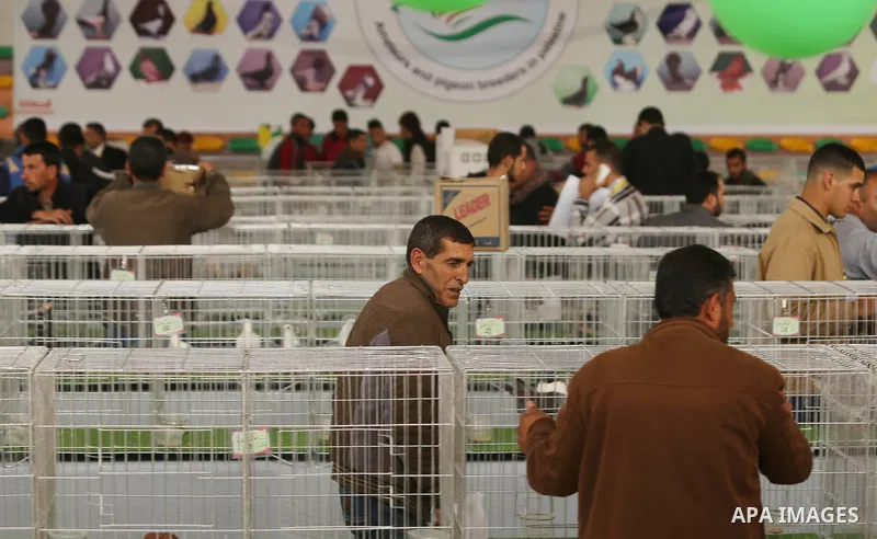Palestinians check pigeons during a show organized by local breeders in Khan Younis in the southern Gaza Strip April 6, 2017.. Photo by Ashraf Amra