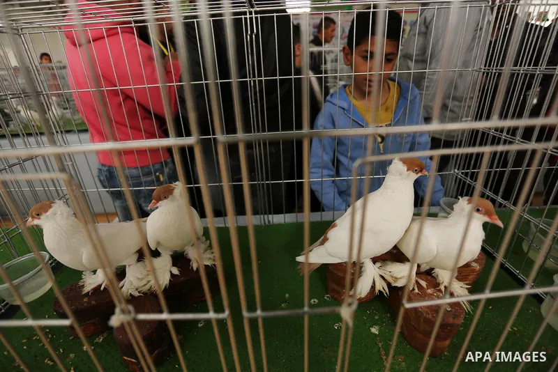 Palestinians check pigeons during a show organized by local breeders in Khan Younis in the southern Gaza Strip April 6, 2017.. Photo by Ashraf Amra