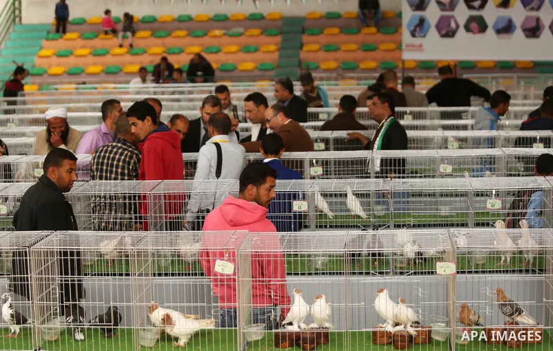 Palestinians check pigeons during a show organized by local breeders in Khan Younis in the southern Gaza Strip April 6, 2017.. Photo by Ashraf Amra