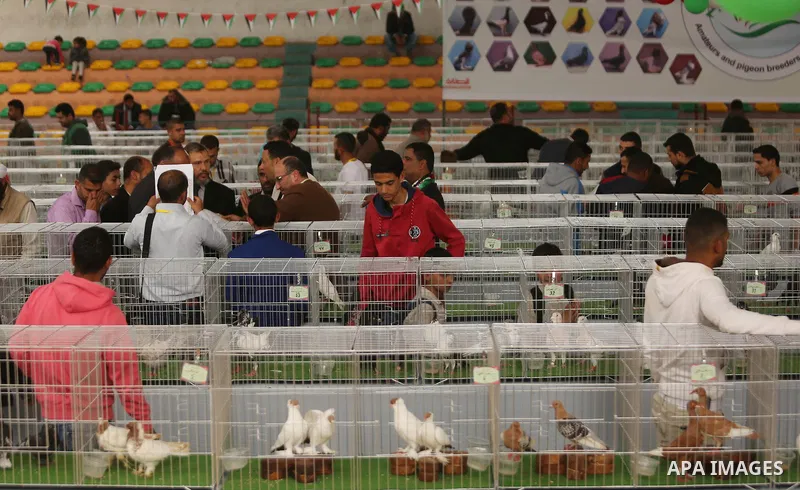Palestinians check pigeons during a show organized by local breeders in Khan Younis in the southern Gaza Strip April 6, 2017.. Photo by Ashraf Amra