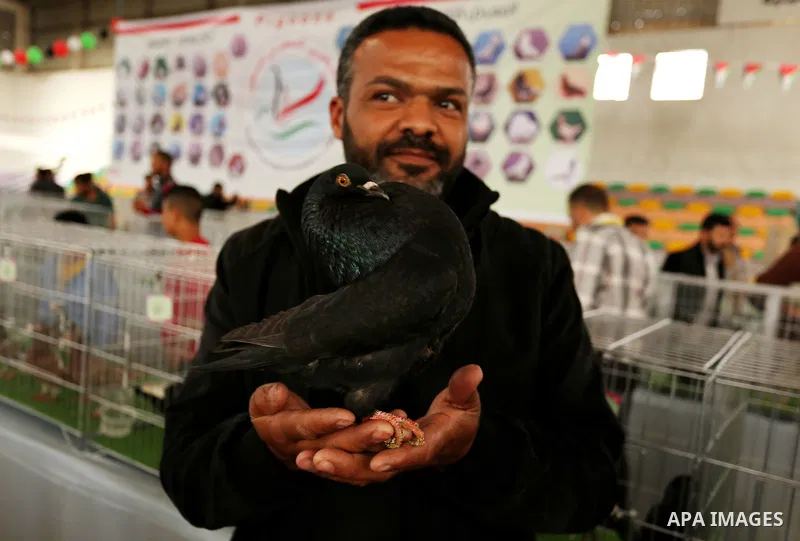 Palestinians check pigeons during a show organized by local breeders in Khan Younis in the southern Gaza Strip April 6, 2017.. Photo by Ashraf Amra