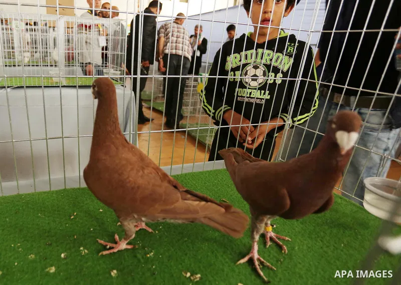 Palestinians check pigeons during a show organized by local breeders in Khan Younis in the southern Gaza Strip April 6, 2017.. Photo by Ashraf Amra