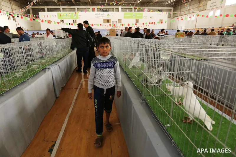 Palestinians check pigeons during a show organized by local breeders in Khan Younis in the southern Gaza Strip April 6, 2017.. Photo by Ashraf Amra