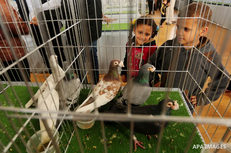 Palestinians check pigeons during a show organized by local breeders in Khan Younis in the southern Gaza Strip April 6, 2017.. Photo by Ashraf Amra