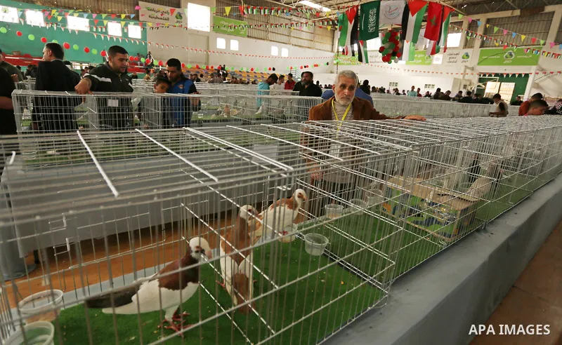 Palestinians check pigeons during a show organized by local breeders in Khan Younis in the southern Gaza Strip April 6, 2017.. Photo by Ashraf Amra