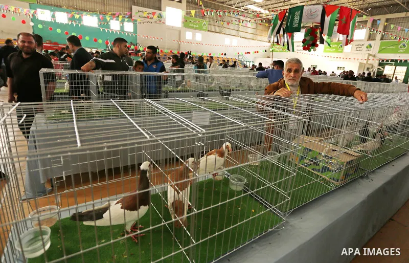 Palestinians check pigeons during a show organized by local breeders in Khan Younis in the southern Gaza Strip April 6, 2017.. Photo by Ashraf Amra