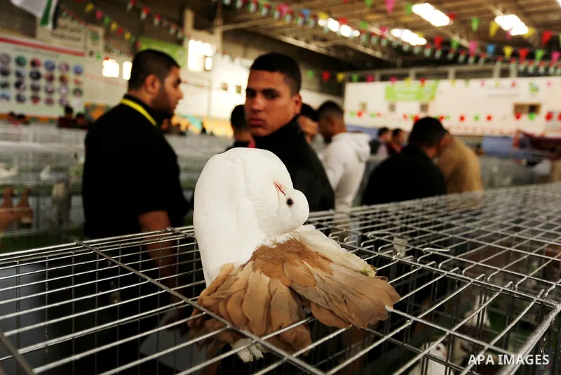 Palestinians check pigeons during a show organized by local breeders in Khan Younis in the southern Gaza Strip April 6, 2017.. Photo by Ashraf Amra