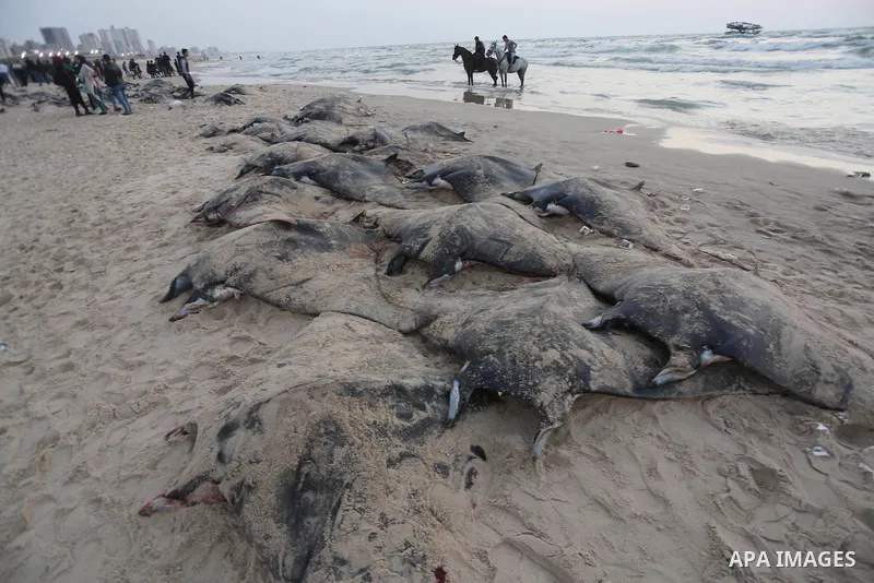Palestinian fishermen pull out a catch of stingrays onto a beach overlooking the Mediterranean sea, in Gaza City on April 6, 2017. Hamas allowed fishermen out to sea again on April 6, 2017 after having previously barred...