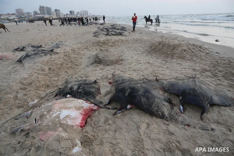 Palestinian fishermen pull out a catch of stingrays onto a beach overlooking the Mediterranean sea, in Gaza City on April 6, 2017. Hamas allowed fishermen out to sea again on April 6, 2017 after having previously barred...