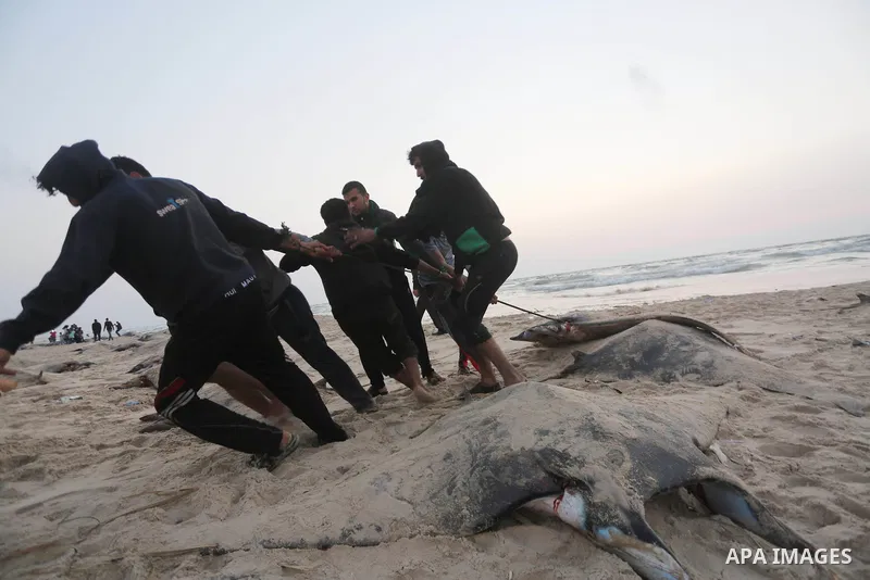Palestinian fishermen pull out a catch of stingrays onto a beach overlooking the Mediterranean sea, in Gaza City on April 6, 2017. Hamas allowed fishermen out to sea again on April 6, 2017 after having previously barred...