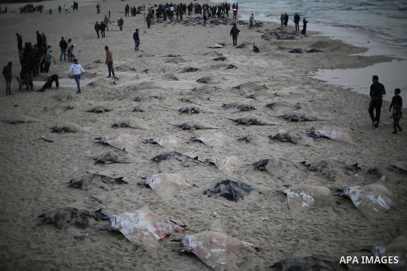 Palestinian fishermen pull out a catch of stingrays onto a beach overlooking the Mediterranean sea, in Gaza City on April 6, 2017. Hamas allowed fishermen out to sea again on April 6, 2017 after having previously barred...