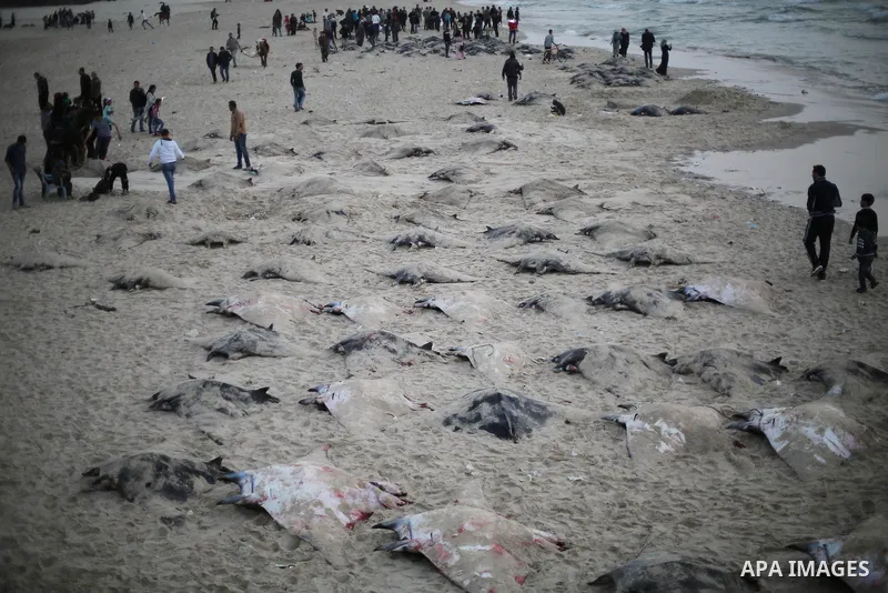 Palestinian fishermen pull out a catch of stingrays onto a beach overlooking the Mediterranean sea, in Gaza City on April 6, 2017. Hamas allowed fishermen out to sea again on April 6, 2017 after having previously barred...