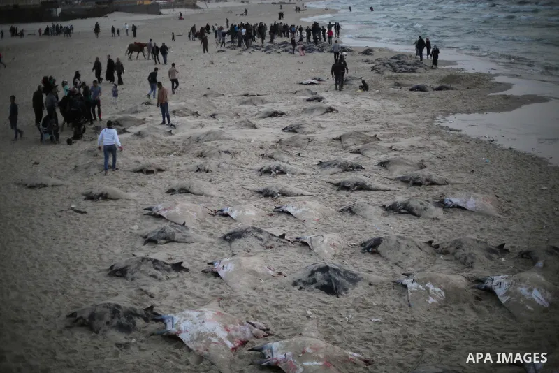Palestinian fishermen pull out a catch of stingrays onto a beach overlooking the Mediterranean sea, in Gaza City on April 6, 2017. Hamas allowed fishermen out to sea again on April 6, 2017 after having previously barred...