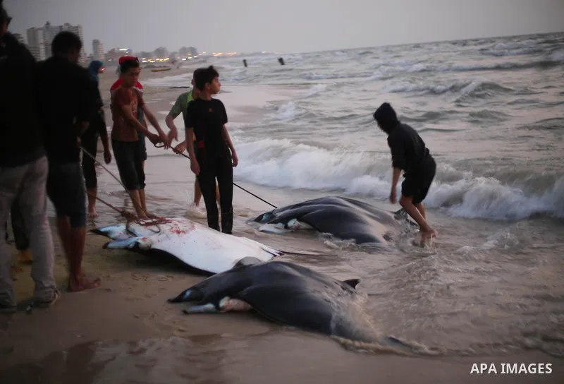 Palestinian fishermen pull out a catch of stingrays onto a beach overlooking the Mediterranean sea, in Gaza City on April 6, 2017. Hamas allowed fishermen out to sea again on April 6, 2017 after having previously barred...