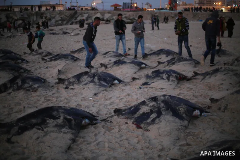 Palestinian fishermen pull out a catch of stingrays onto a beach overlooking the Mediterranean sea, in Gaza City on April 6, 2017. Hamas allowed fishermen out to sea again on April 6, 2017 after having previously barred...