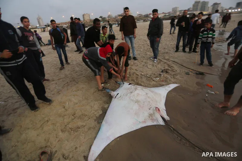 Palestinian fishermen pull out a catch of stingrays onto a beach overlooking the Mediterranean sea, in Gaza City on April 6, 2017. Hamas allowed fishermen out to sea again on April 6, 2017 after having previously barred...