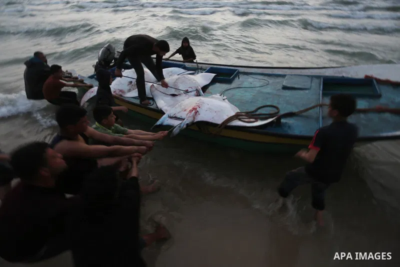 Palestinian fishermen pull out a catch of stingrays onto a beach overlooking the Mediterranean sea, in Gaza City on April 6, 2017. Hamas allowed fishermen out to sea again on April 6, 2017 after having previously barred...