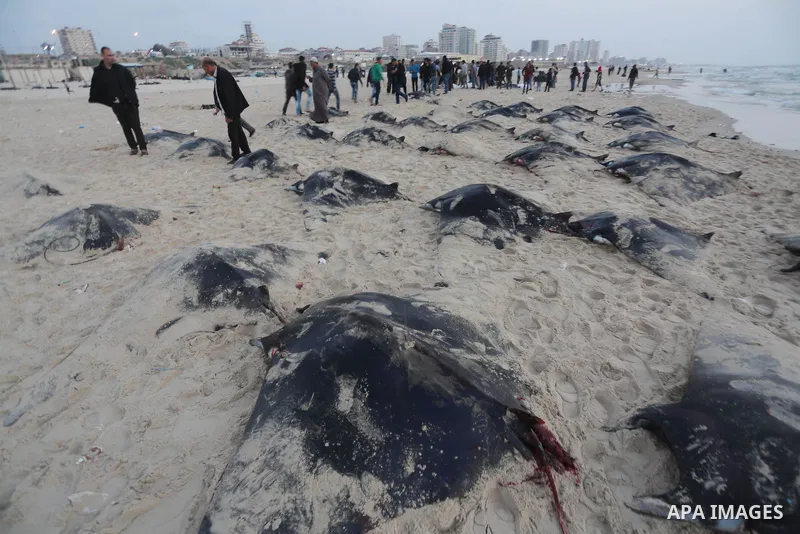 Palestinian fishermen pull out a catch of stingrays onto a beach overlooking the Mediterranean sea, in Gaza City on April 6, 2017. Hamas allowed fishermen out to sea again on April 6, 2017 after having previously barred...