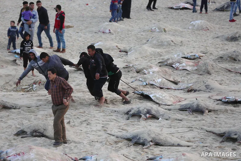 Palestinian fishermen pull out a catch of stingrays onto a beach overlooking the Mediterranean sea, in Gaza City on April 6, 2017. Hamas allowed fishermen out to sea again on April 6, 2017 after having previously barred...