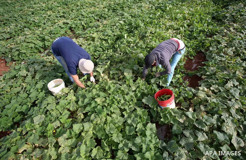 A picture taken on May 1, 2017 shows Palestinian farmers harvest cucumber in a field in the West Bank village of Nasariya east of Nablus. Photo by Ayman Ameen