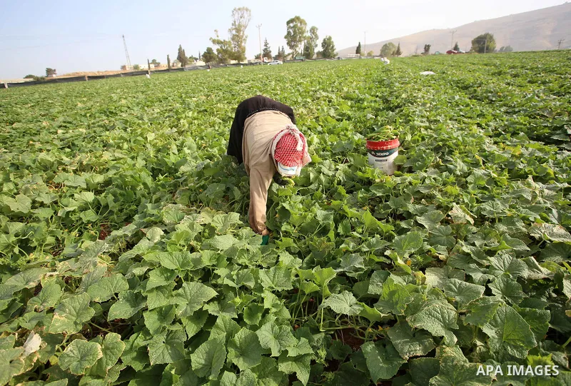 A picture taken on May 1, 2017 shows Palestinian farmers harvest cucumber in a field in the West Bank village of Nasariya east of Nablus. Photo by Ayman Ameen