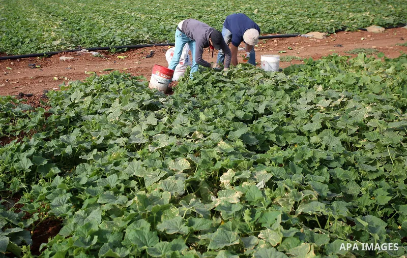 A picture taken on May 1, 2017 shows Palestinian farmers harvest cucumber in a field in the West Bank village of Nasariya east of Nablus. Photo by Ayman Ameen