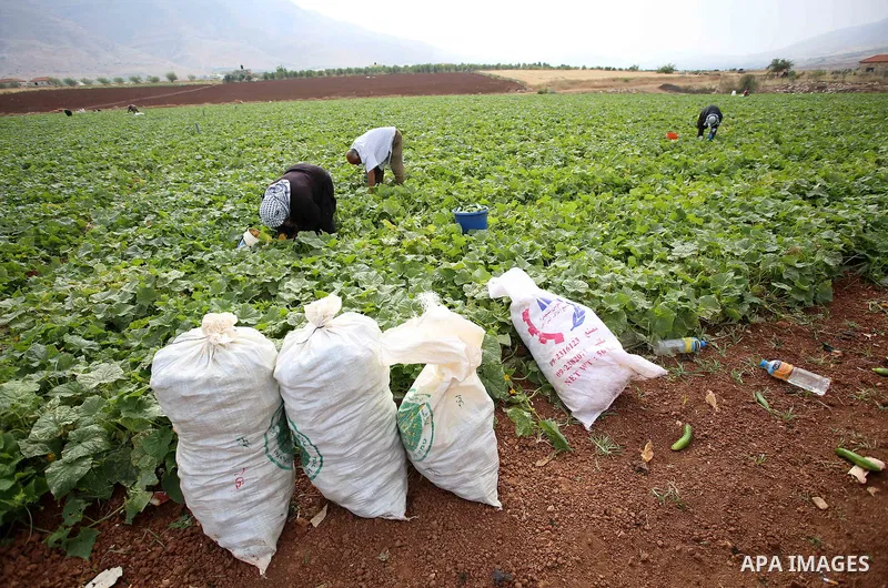 A picture taken on May 1, 2017 shows Palestinian farmers harvest cucumber in a field in the West Bank village of Nasariya east of Nablus. Photo by Ayman Ameen