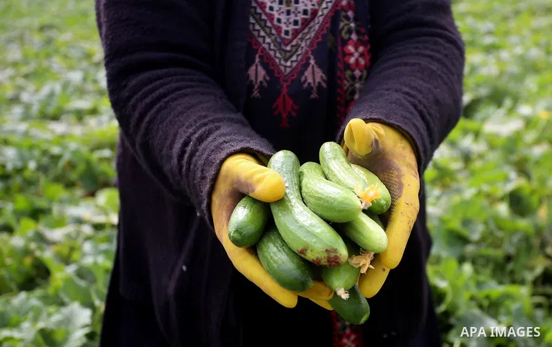 A picture taken on May 1, 2017 shows a Palestinian woman harvests cucumber in a field in the West Bank village of Nasariya east of Nablus. Photo by Ayman Ameen