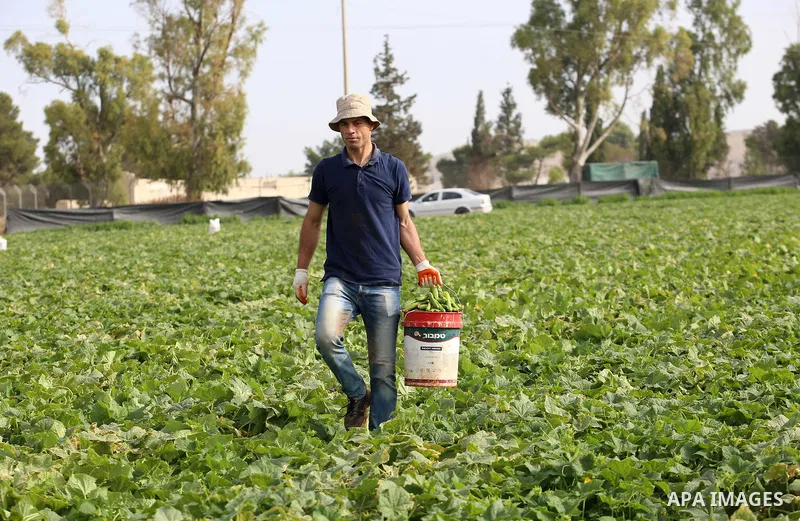 A picture taken on May 1, 2017 shows Palestinian farmers harvest cucumber in a field in the West Bank village of Nasariya east of Nablus. Photo by Ayman Ameen