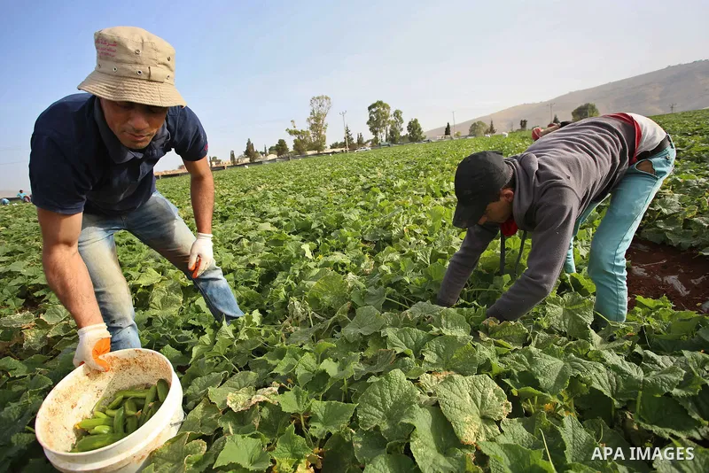 A picture taken on May 1, 2017 shows Palestinian farmers harvest cucumber in a field in the West Bank village of Nasariya east of Nablus. Photo by Ayman Ameen
