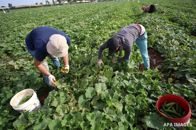 A picture taken on May 1, 2017 shows Palestinian farmers harvest cucumber in a field in the West Bank village of Nasariya east of Nablus. Photo by Ayman Ameen
