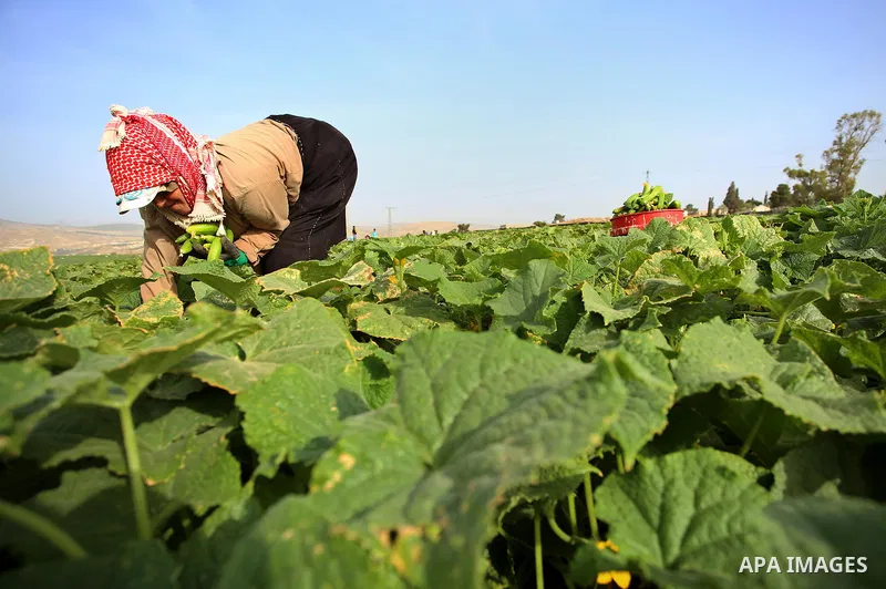 A picture taken on May 1, 2017 shows a Palestinian woman harvests cucumber in a field in the West Bank village of Nasariya east of Nablus. Photo by Ayman Ameen